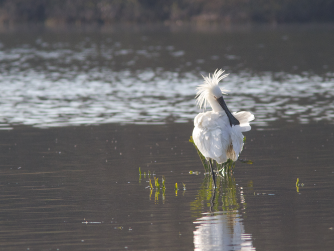 Platalea leucorodia &copy; TONDELLIER Bruno