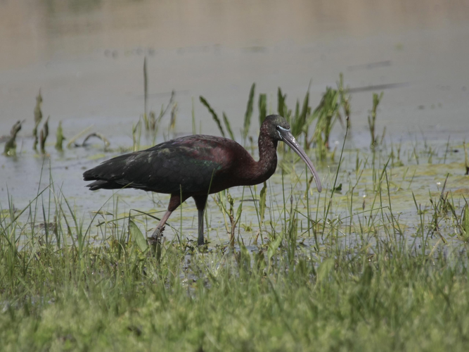 Plegadis falcinellus &copy; TOP Damien
