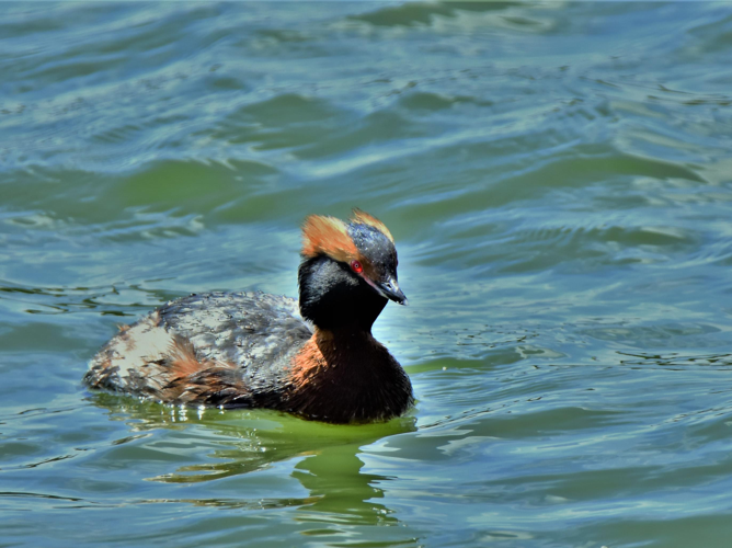 Podiceps auritus &copy; VATHELET Cyril