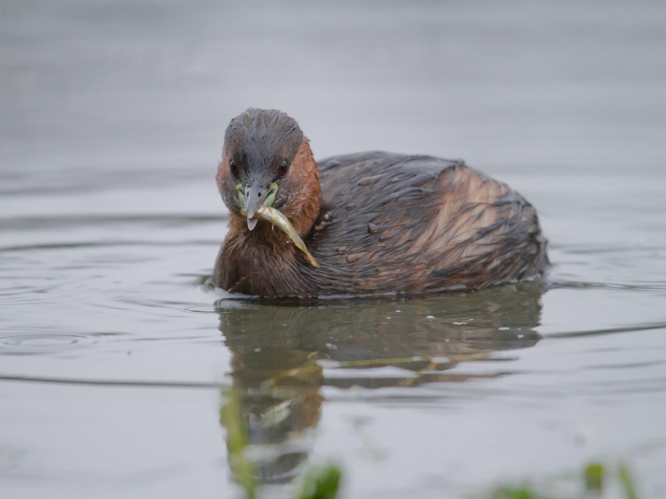 Tachybaptus ruficollis &copy; LECAT Jean-Michel