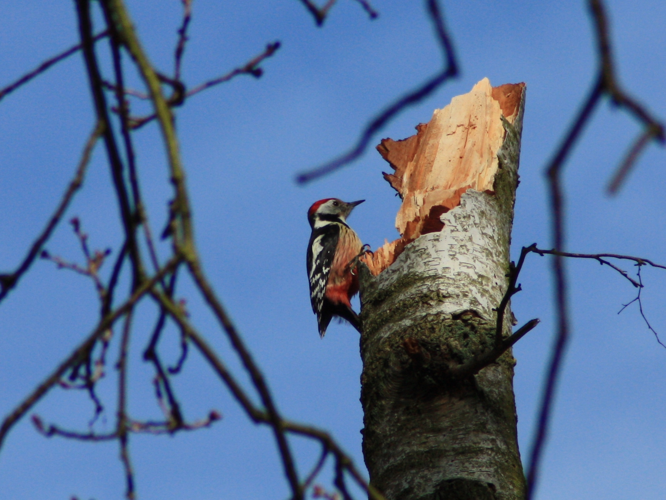 Dendrocopos medius &copy; HERMANT Thomas