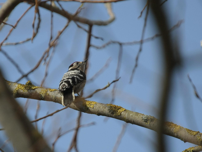 Dendrocopos minor &copy; TOP Damien