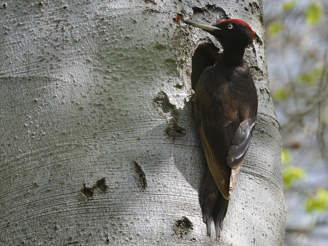 Dryocopus martius &copy; HERCENT Jean-Luc