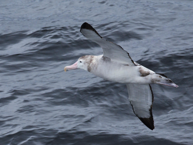 Diomedea exulans &copy; VATHELET Cyril