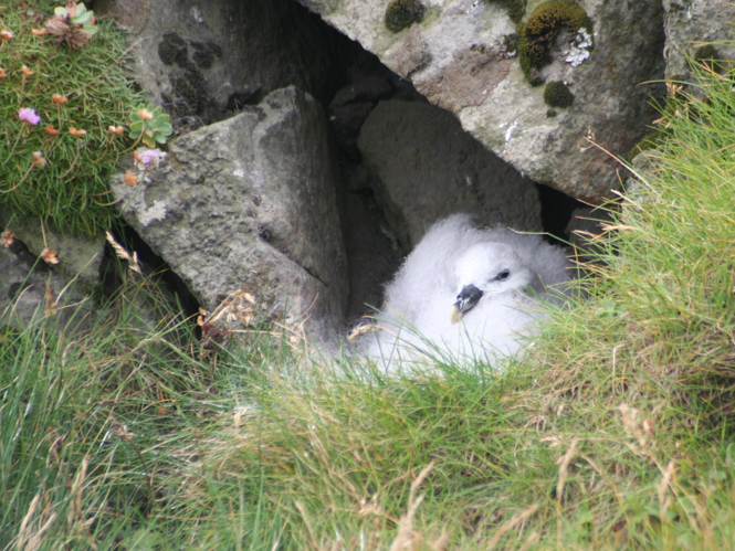 Fulmarus glacialis &copy; TOP Damien