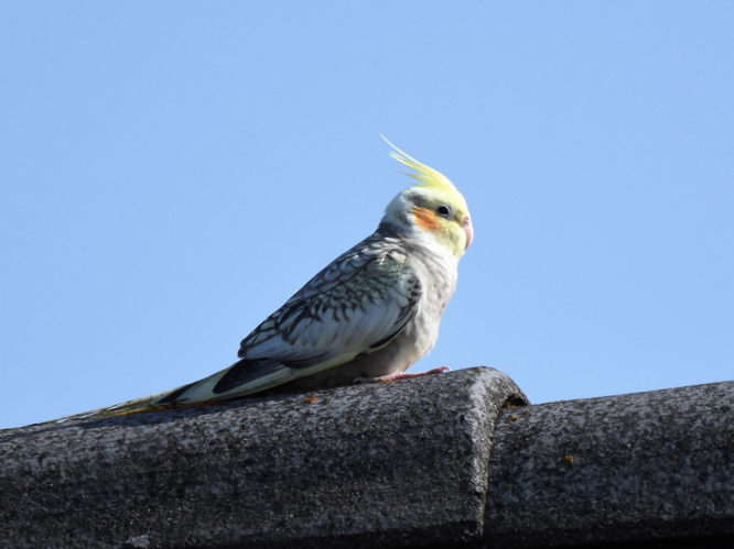 Nymphicus hollandicus &copy; VATHELET Cyril