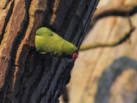 Psittacula krameri &copy; NIANANE Eric