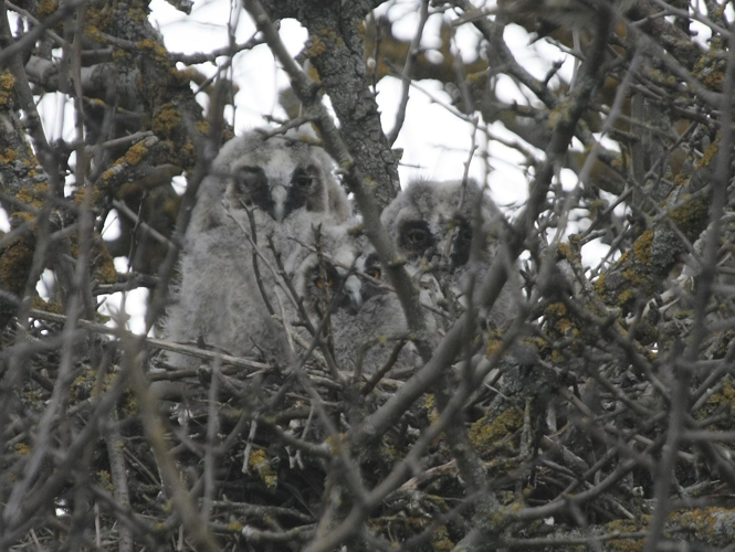 Asio otus &copy; TOP Damien