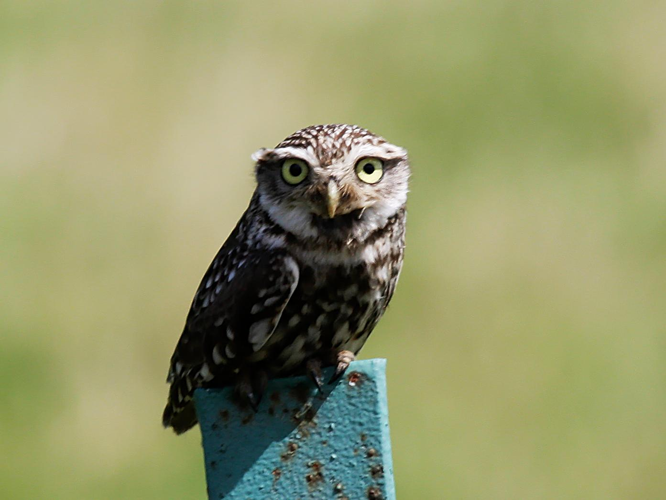 Athene noctua &copy; PERSYN Jacques