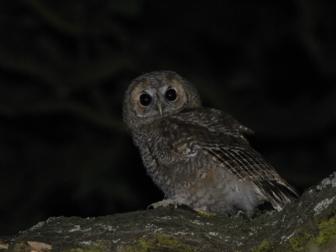 Strix aluco &copy; HERCENT Jean-Luc