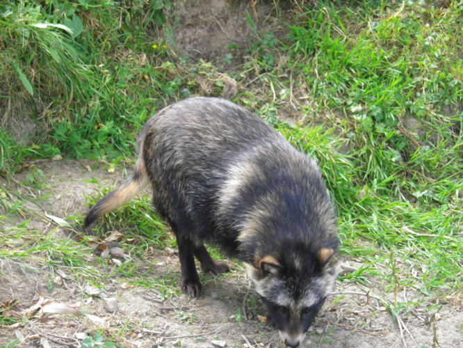 Nyctereutes procyonoides © HALLART Guénael