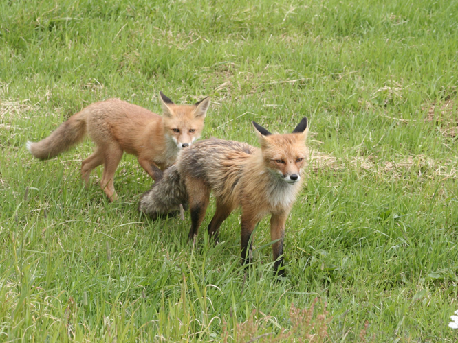 Vulpes vulpes &copy; TOP Damien