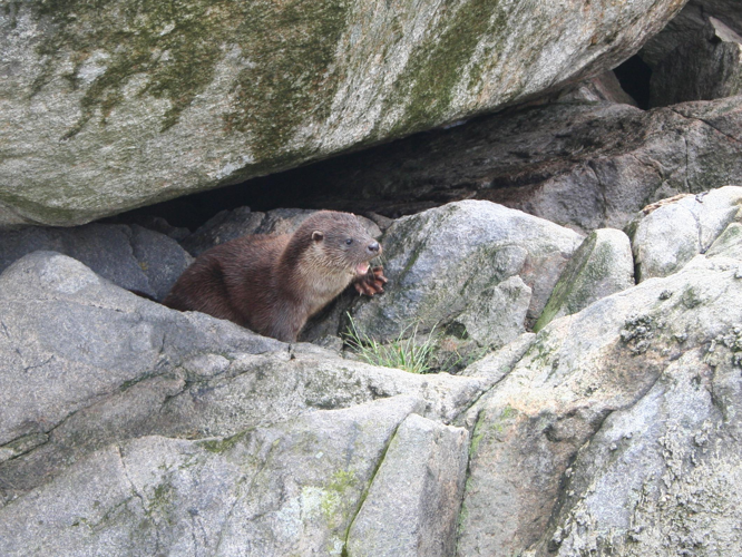 Lutra lutra &copy; TOP Damien