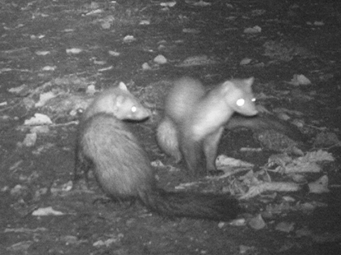 Martes foina &copy; HALLART Guénael