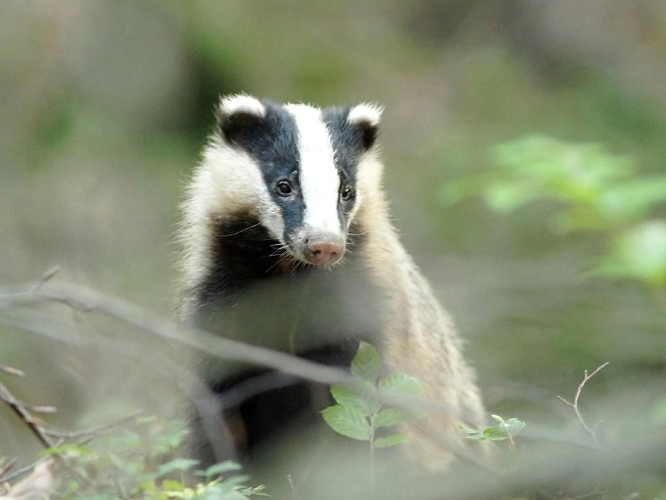 Meles meles &copy; SENGEZ Pierre