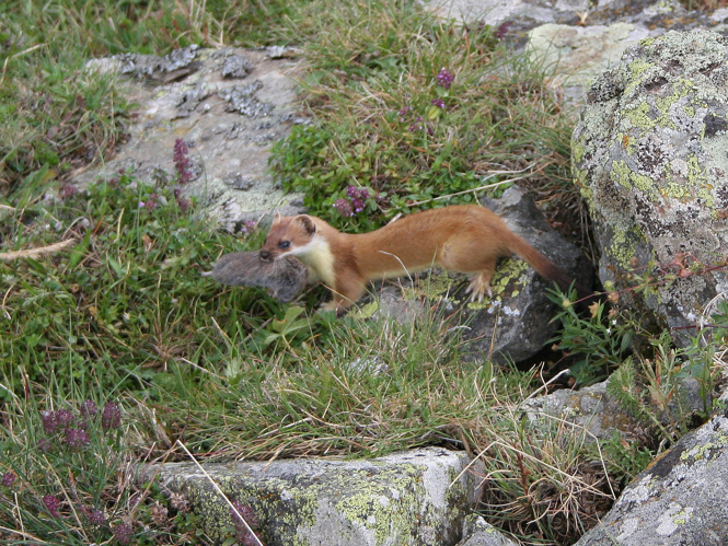 Mustela erminea &copy; TOP Damien