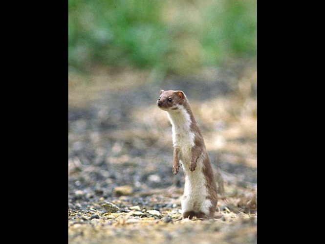 Mustela nivalis &copy; SENGEZ Pierre