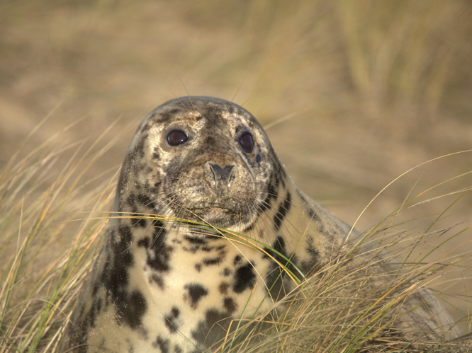 Halichoerus grypus © MERANGER François
