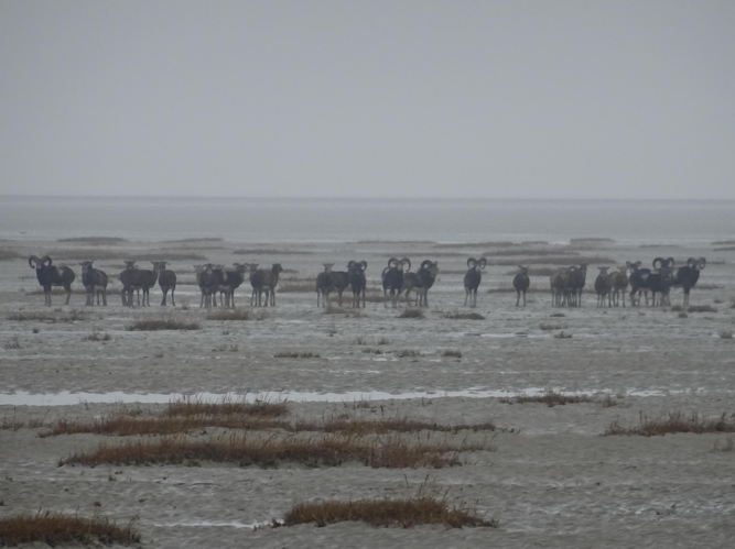 Ovis ammon musimon &copy; DUBOIS Yves