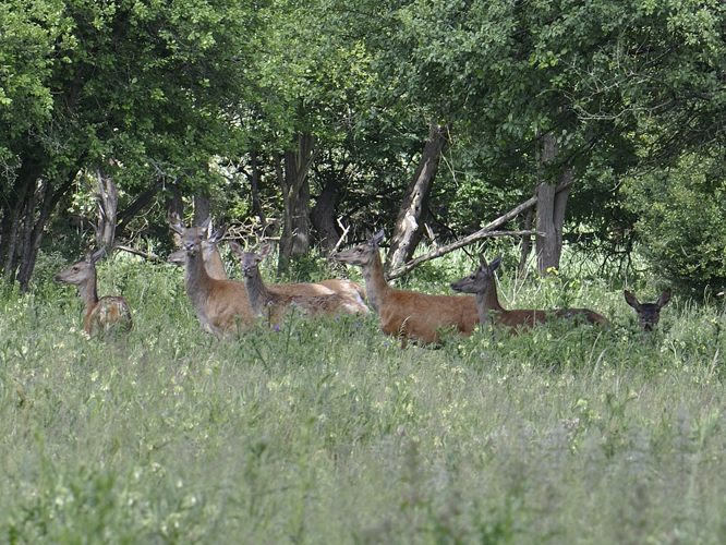 Cervus elaphus © HERCENT Jean-Luc