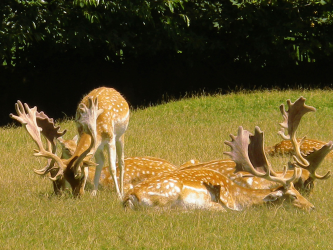 Dama dama &copy; HALLART Guénael