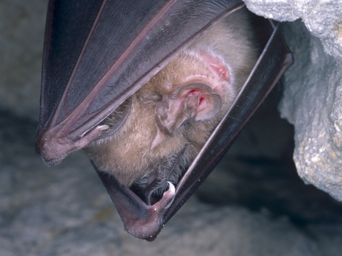 Rhinolophus ferrumequinum &copy; SCHWAAB François
