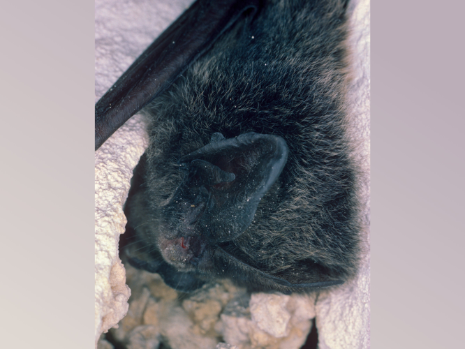 Barbastella barbastellus &copy; SCHWAAB François