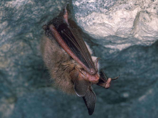 Myotis bechsteini &copy; SCHWAAB François