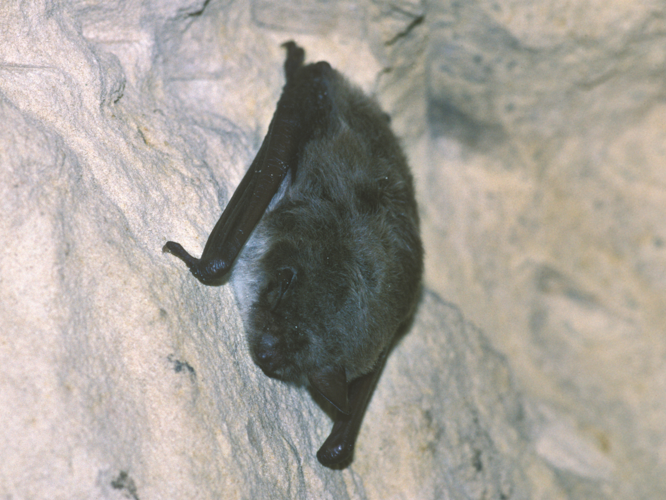 Myotis dasycneme &copy; SCHWAAB François