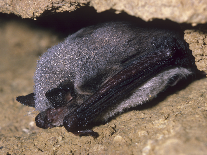 Myotis daubentoni &copy; SCHWAAB François