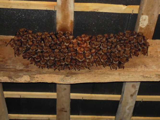 Myotis emarginatus &copy; DUTOUR Lucie