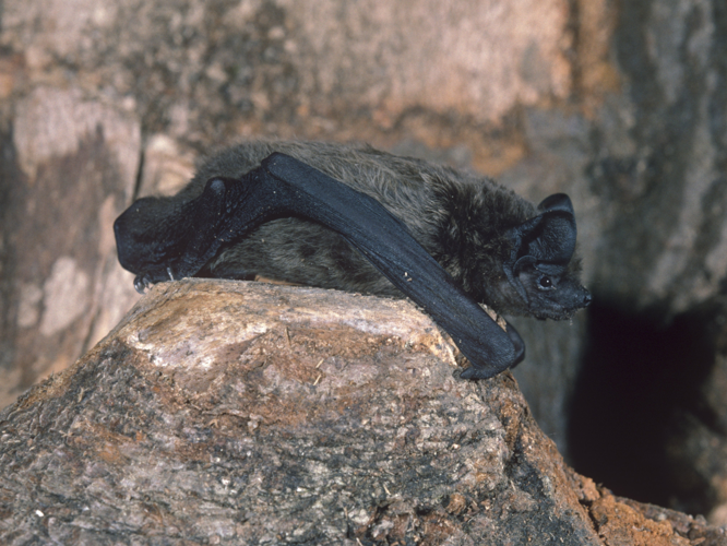 Nyctalus leisleri &copy; SCHWAAB François