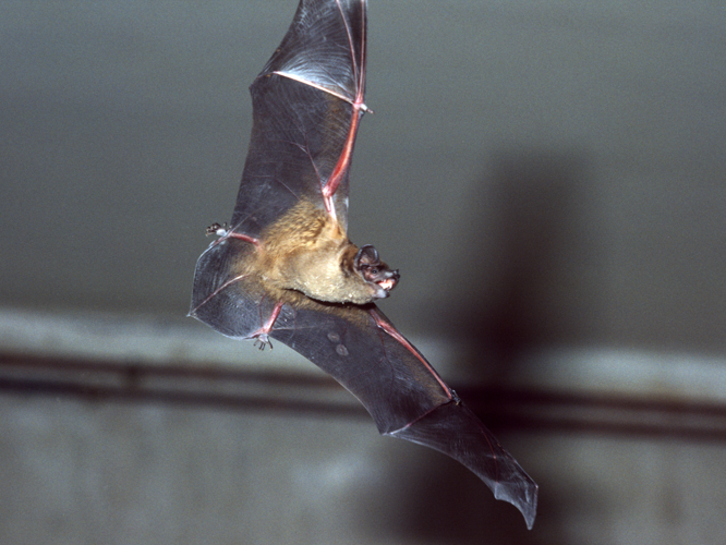 Nyctalus noctula &copy; SCHWAAB François