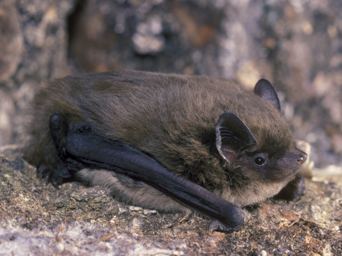 Pipistrellus nathusii &copy; SCHWAAB François