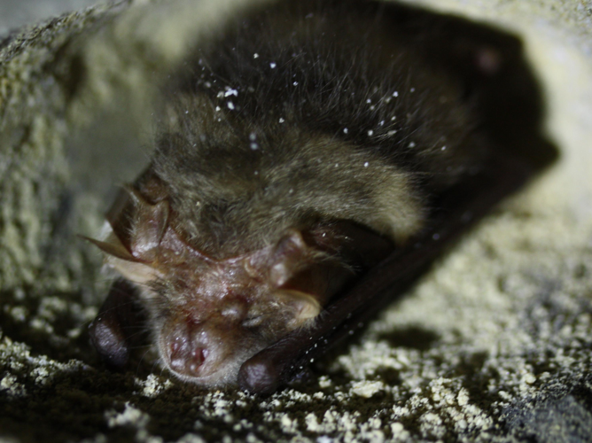 Plecotus auritus &copy; LETHEVE Xavier