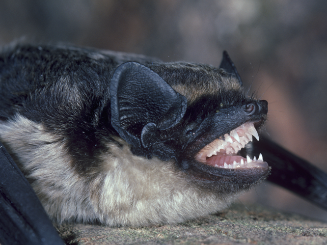 Vespertilio murinus &copy; SCHWAAB François