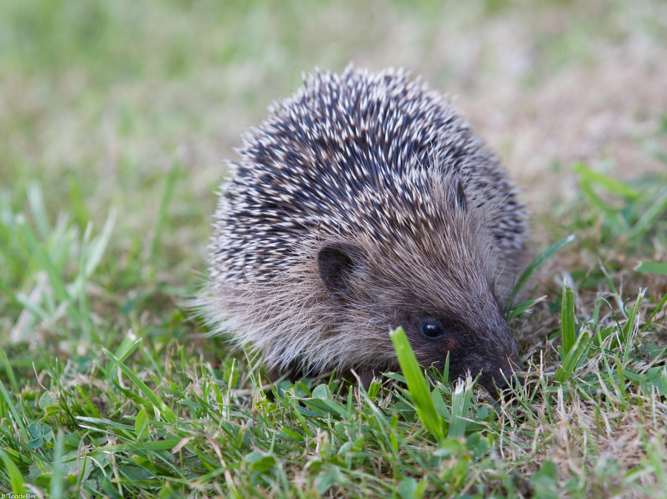 Erinaceus europaeus © TONDELLIER Bruno