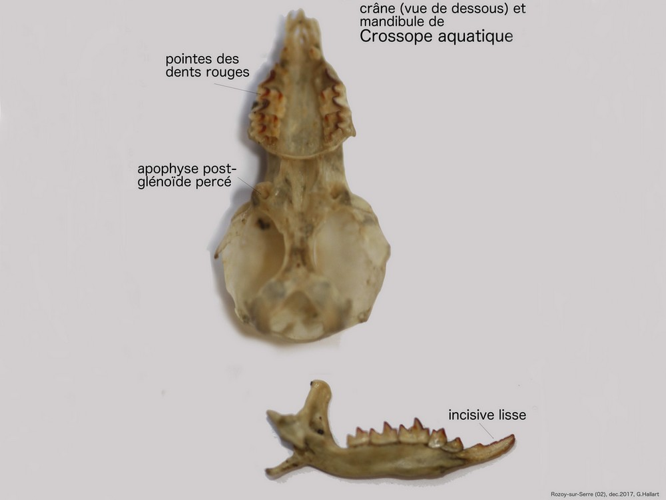 Neomys fodiens &copy; HALLART Guénael