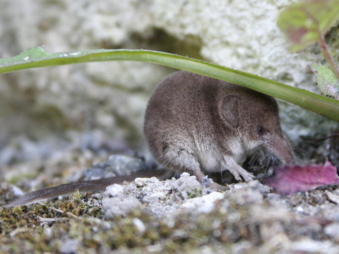 Sorex minutus &copy; TOP Damien