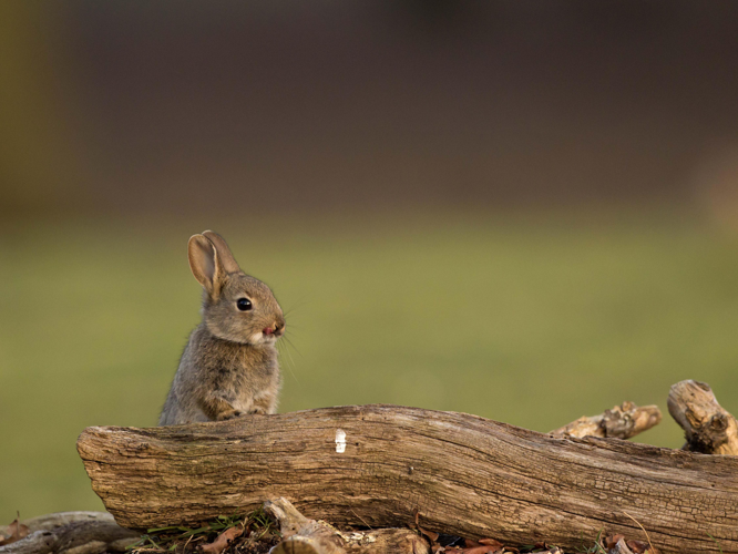 Oryctolagus cuniculus &copy; CORDELIER Sylvain