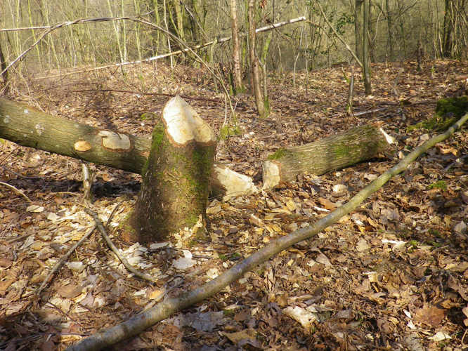 Castor fiber &copy; HALLART Guénael