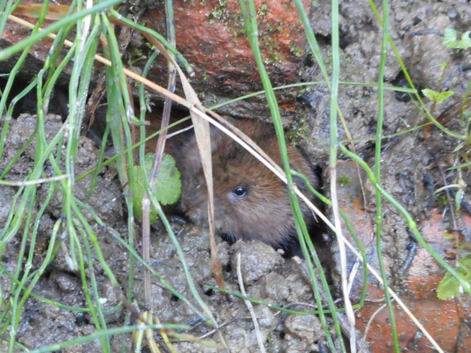 Arvicola terrestris &copy; HERMANT Thomas