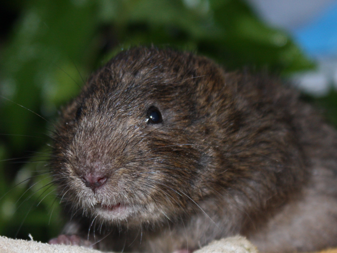 Arvicola sapidus &copy; LAHAYE Pauline