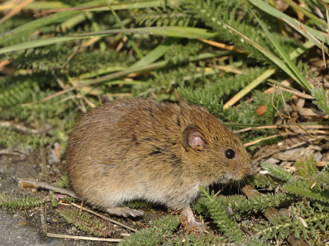 Microtus arvalis &copy; HERCENT Jean-Luc