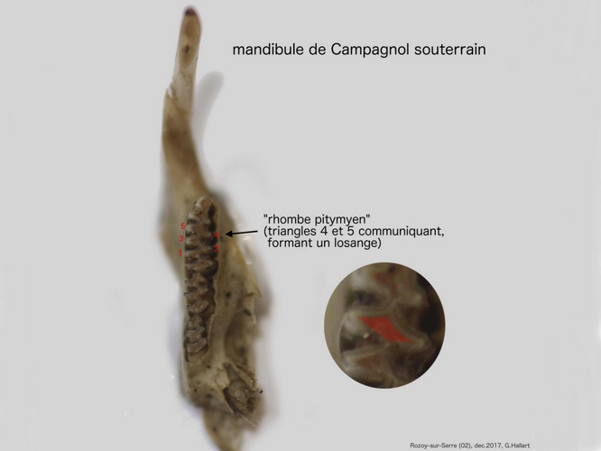 Microtus subterraneus &copy; HALLART Guénael