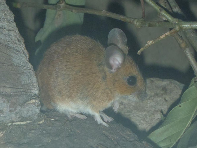 Apodemus flavicollis &copy; HALLART Guénael