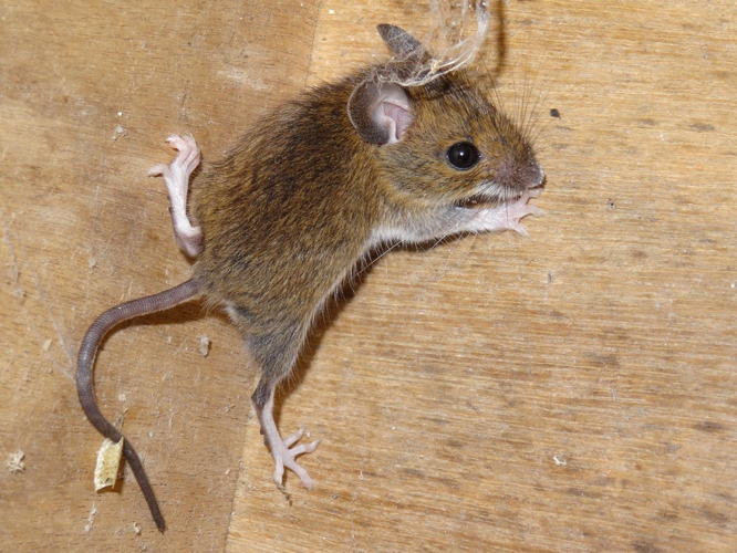 Apodemus sylvaticus © TOP Damien