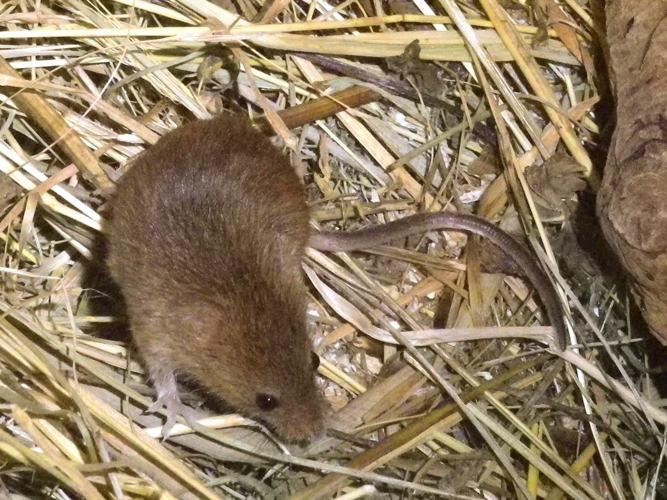 Micromys minutus &copy; HALLART Guénael