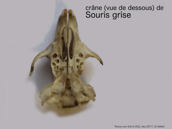 Mus musculus &copy; HALLART Guénael