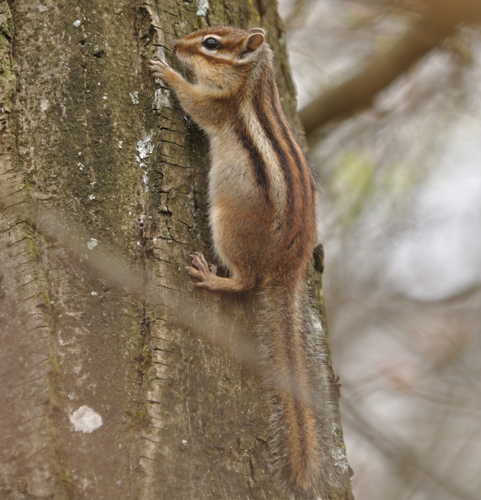 Tamias sibiricus &copy; HERCENT Jean-Luc